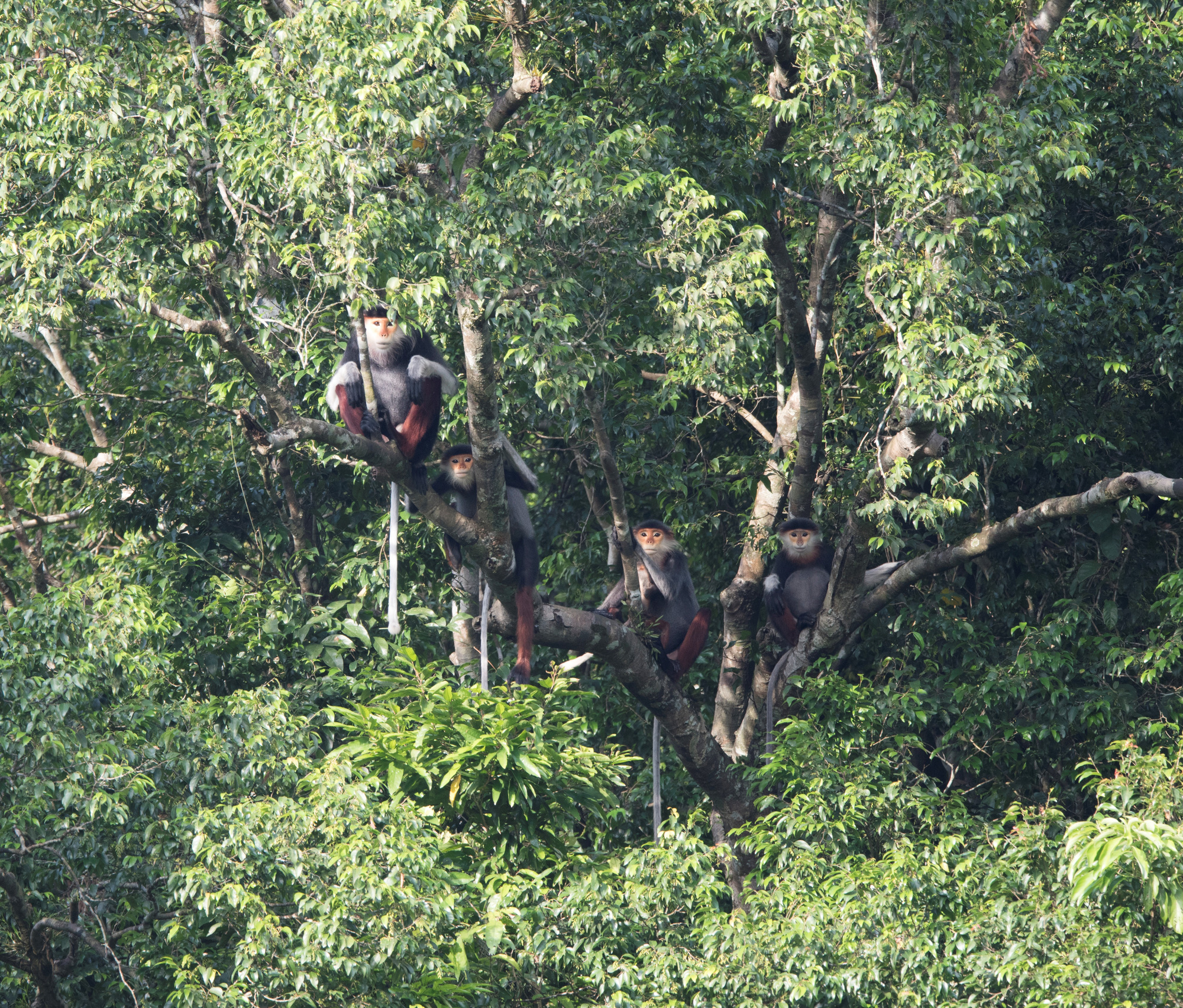 Bí thư Quảng Bình kiểm tra khu rừng tự nhiên lớn nhất Việt Nam - Ảnh 4.