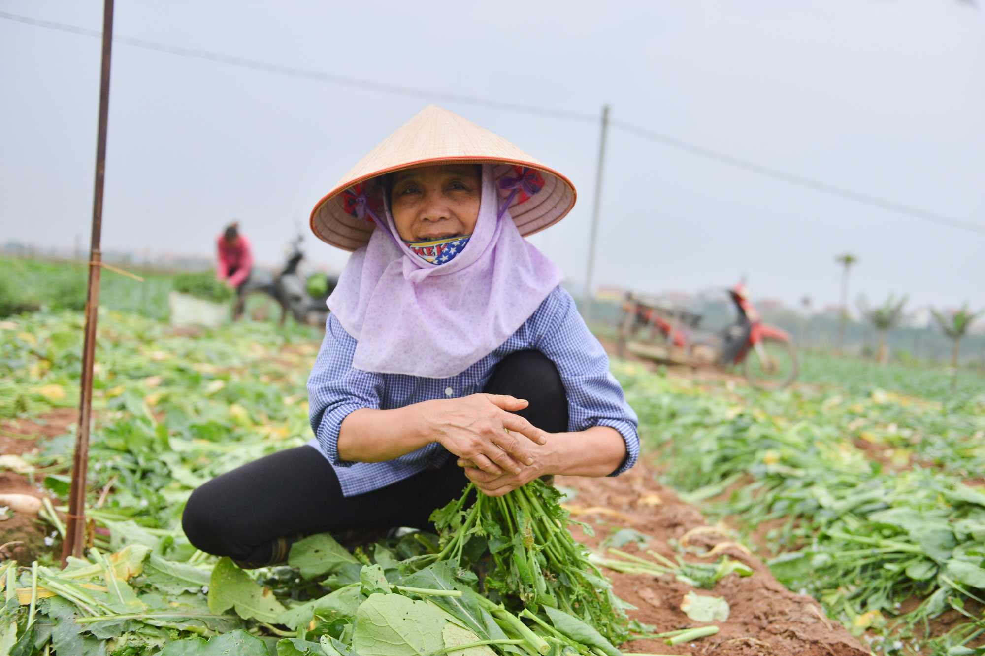 Sau Hải Dương, hàng trăm tấn củ cải ở Hà Nội rớt giá, người dân phải nhổ bỏ vì bán không ai mua - Ảnh 4.