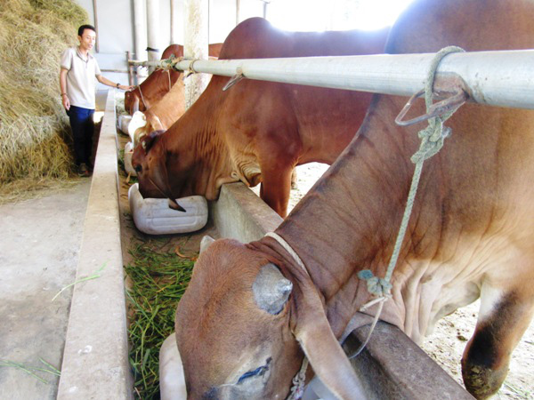 Trồng cỏ  nuôi bò nhốt chuồng thu lợi cao ở Chiềng Pha 