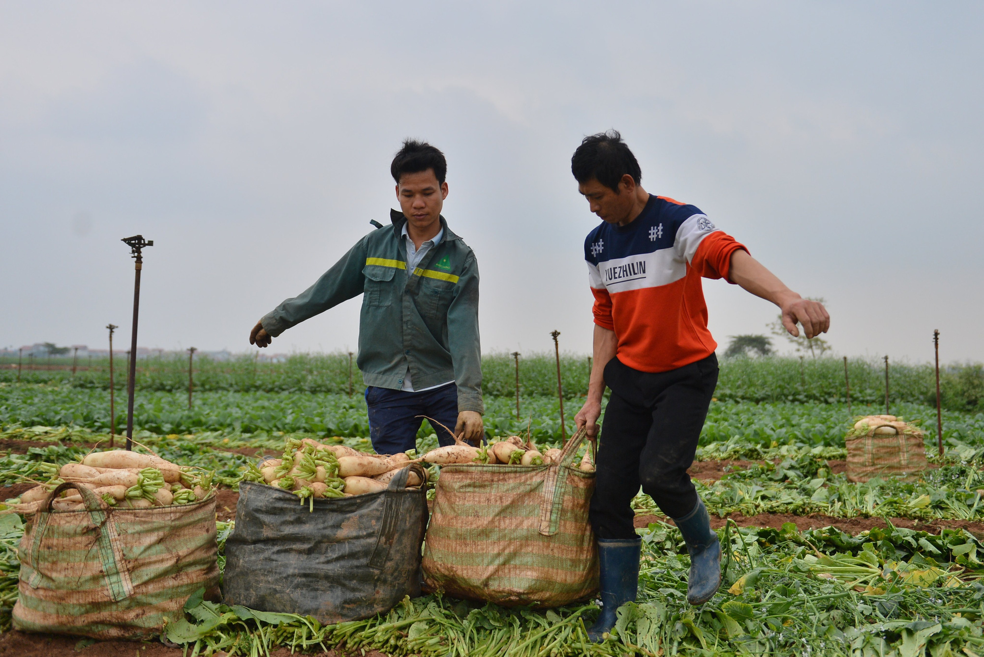 Sau Hải Dương, hàng trăm tấn củ cải ở Hà Nội rớt giá, người dân phải nhổ bỏ vì bán không ai mua - Ảnh 10.