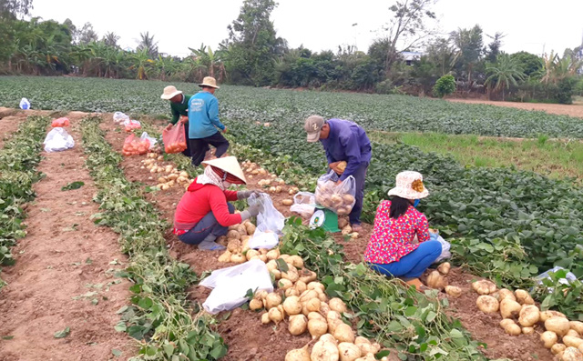 Đồng Tháp: Nông dân ra ruộng đào thứ củ to như cái chén ăn cơm, cứ 1 công lời hẳn 30 triệu - Ảnh 1.