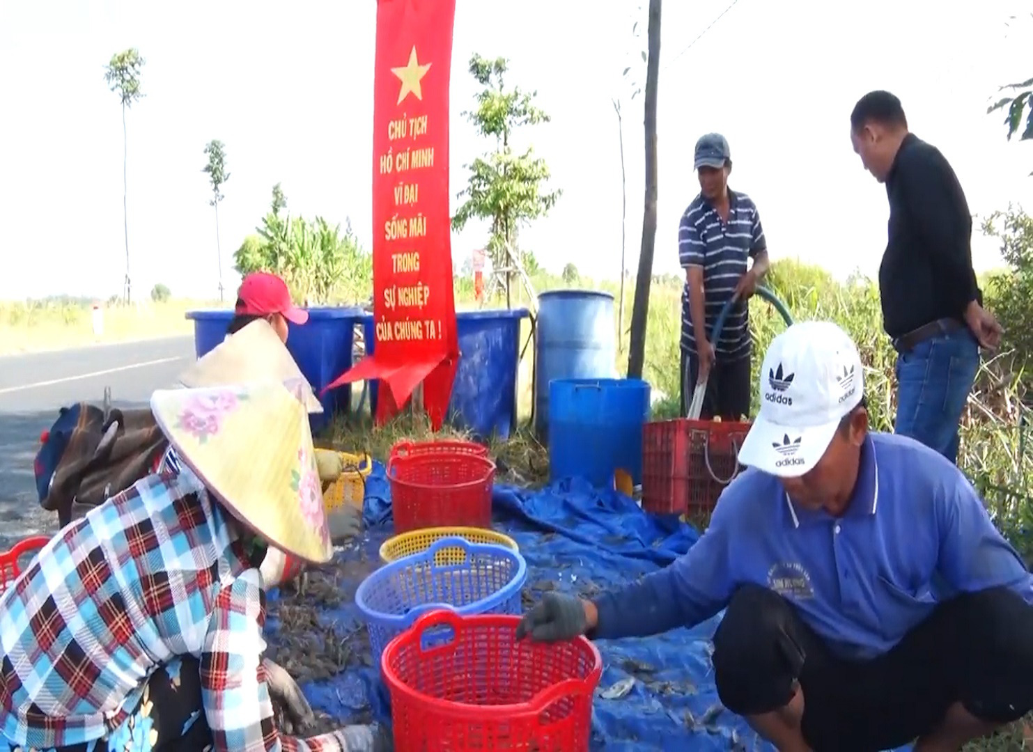 Trúng đậm vụ mùa tôm càng xanh, nông dân Kiên Giang phấn khởi vì biết áp dụng thay đổi vật nuôi - Ảnh 6.