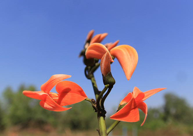 Ngắm loài hoa 'độc nhất vô nhị' ở Tây Nguyên - Ảnh 3.