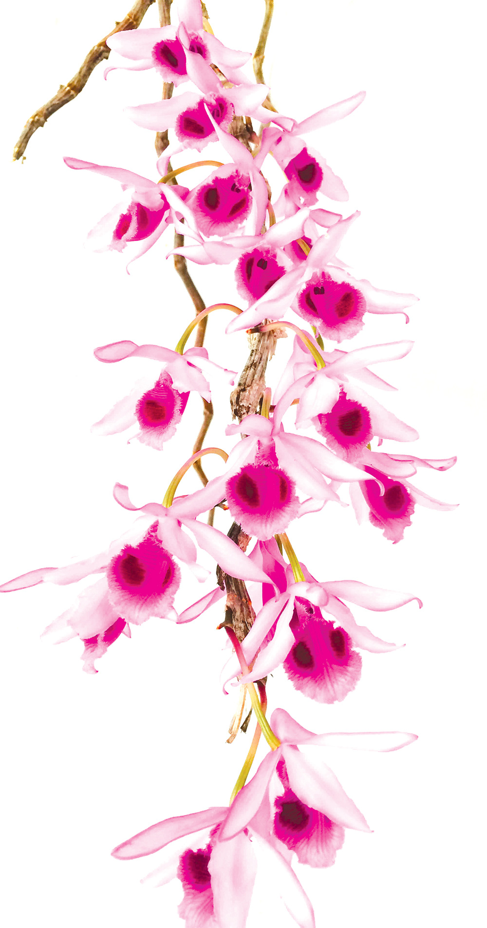 Hoa lan phi điệp đột biến 5 cánh trắng Phú Thọ trong vườn lan rừng của chàng trai An Giang, ai xem cũng trầm trồ - Ảnh 1.