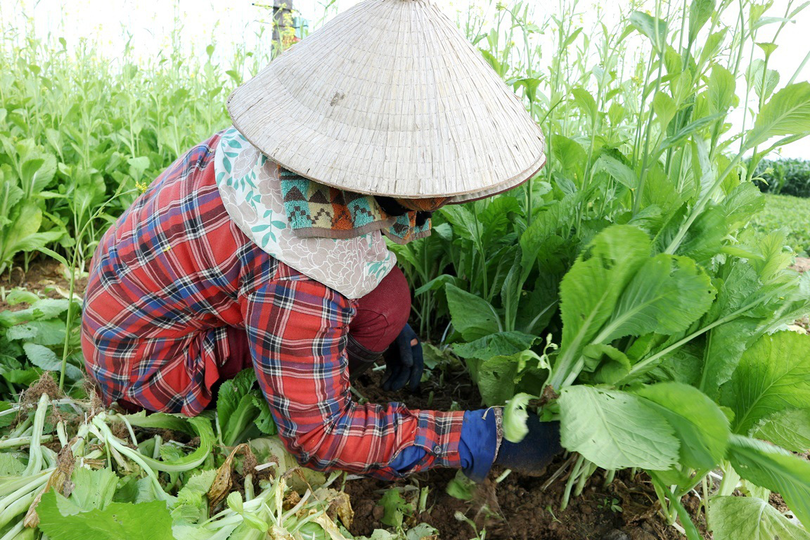 Quảng Nam: Sau Tết, rau củ rớt giá thê thảm, nhiều nông dân phải &quot;nài nỉ&quot; thương lái lấy hàng - Ảnh 7.