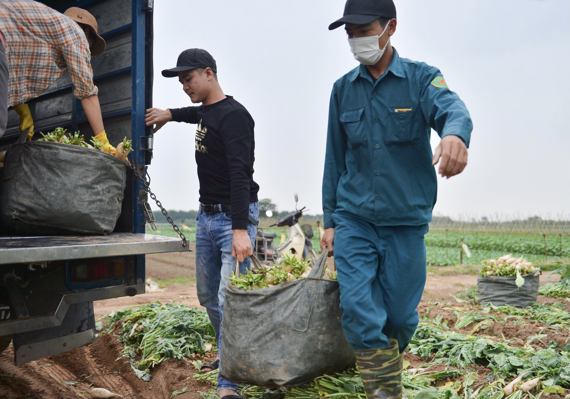 Cận cảnh người dân Hà Nội nhổ bỏ hàng trăm tấn củ cải vì không bán được - Ảnh 12.