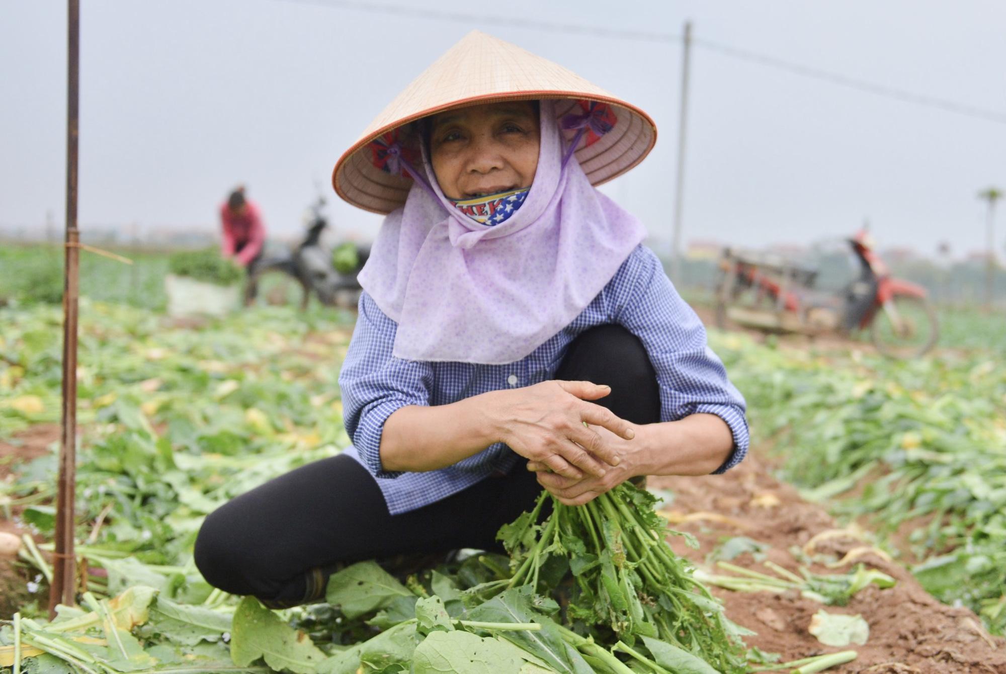 Cận cảnh người dân Hà Nội nhổ bỏ hàng trăm tấn củ cải vì không bán được - Ảnh 2.