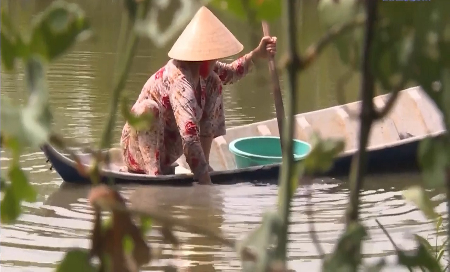 Cà Mau: &quot;Bà Tây&quot; nuôi vọp &quot;Việt&quot; võ béo, mỗi năm thu về hơn trăm triệu đồng - Ảnh 2.