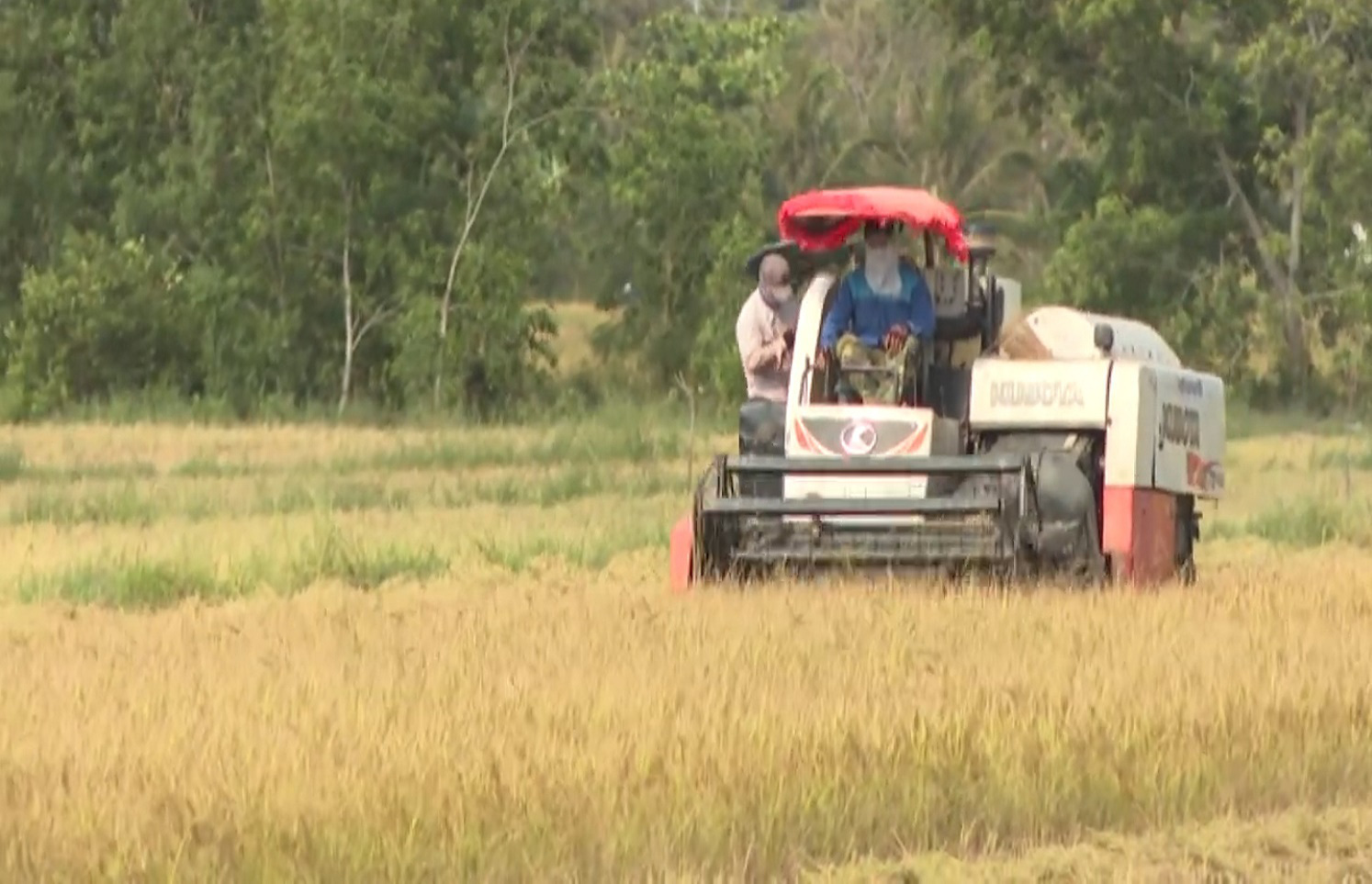 Thời tiết thuận lợi, nông dân trồng lúa Bến Tre trúng mùa được giá - Ảnh 3.
