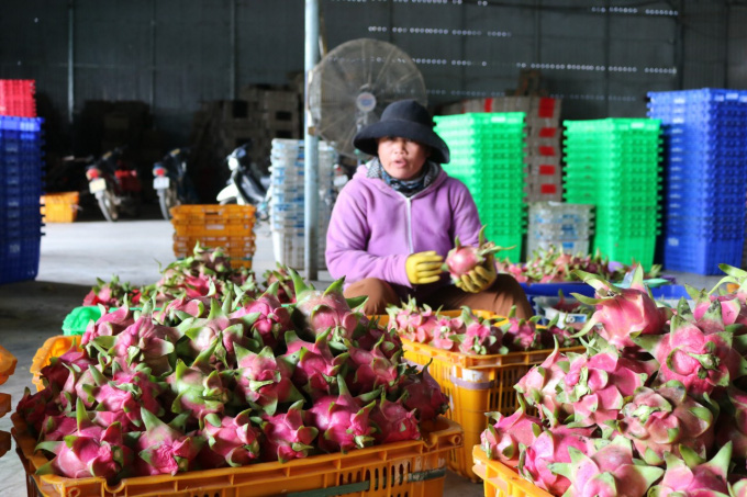 Trung Quốc đặt mua nhiều, giá loại quả nhiều tai, chi chít hạt bất ngờ tăng giá mạnh - Ảnh 3.