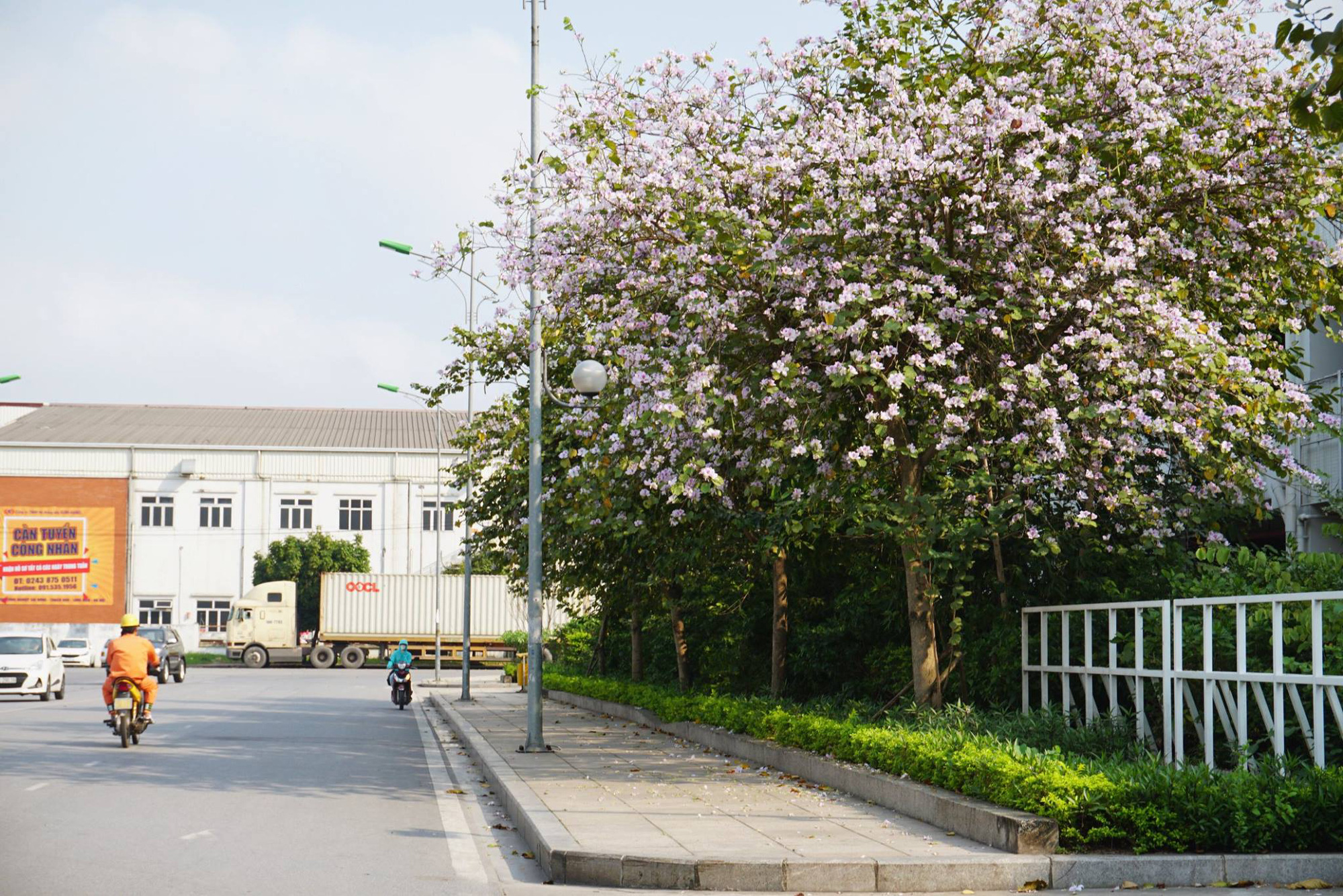 Đi du xuân đầu năm: Tổng hợp các địa điểm check-in hoa ban đẹp tại Hà Nội - Ảnh 1.