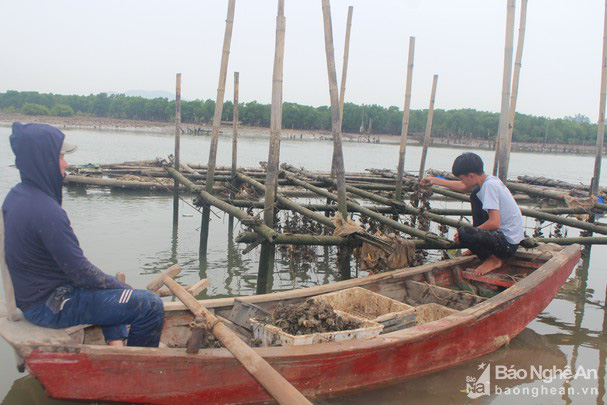 Nghệ An: Con đặc sản, được ví như &quot;thần dược&quot; giá rẻ chưa từng có - Ảnh 3.