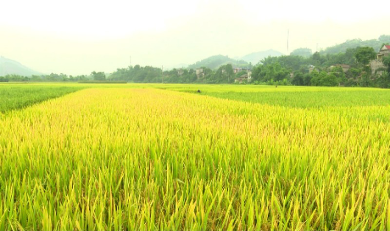 Long An: Chuyển hơn 40 ha đất trồng lúa sang phi nông nghiệp - Ảnh 1.