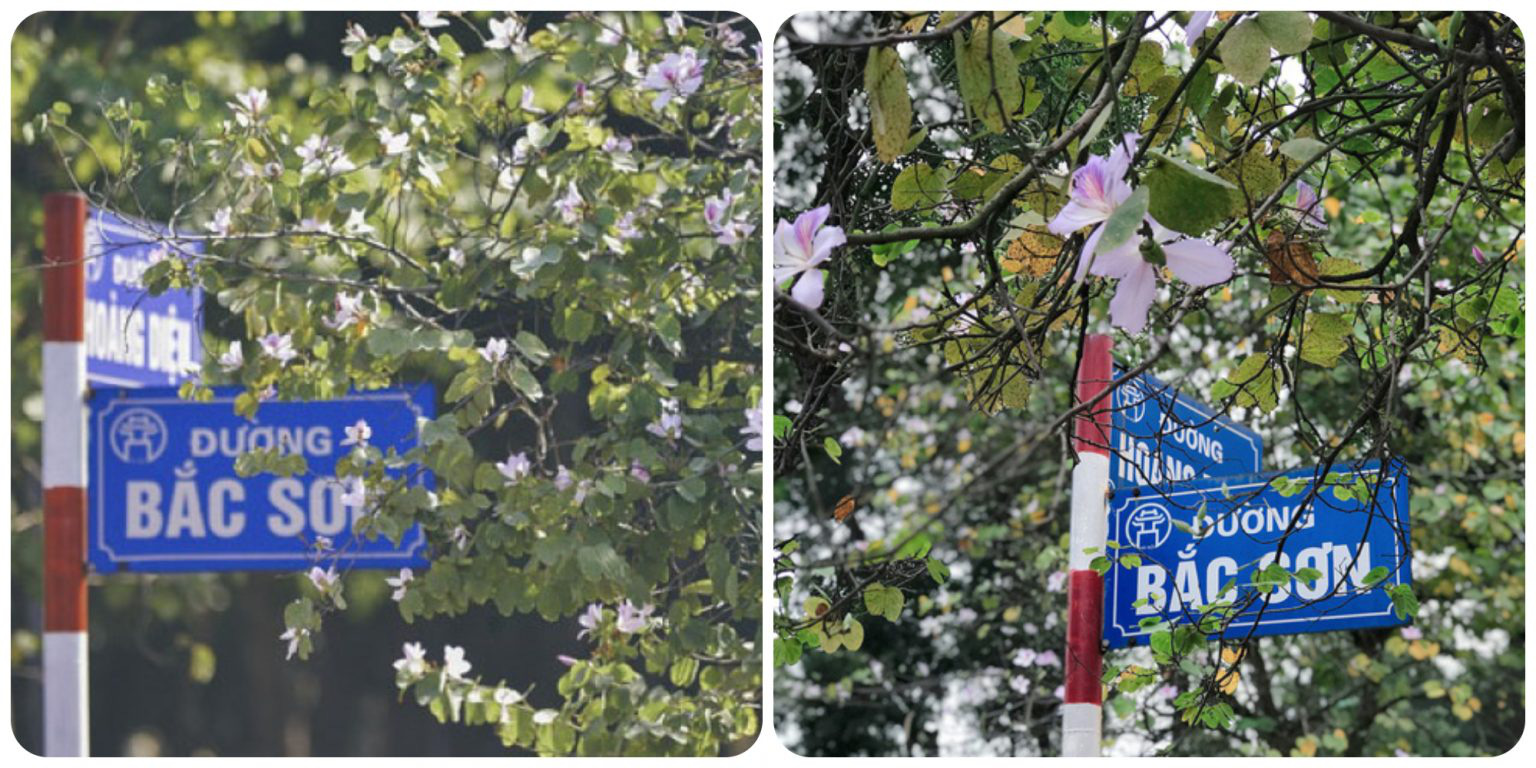 Đi du xuân đầu năm: Tổng hợp các địa điểm check-in hoa ban đẹp tại Hà Nội - Ảnh 4.