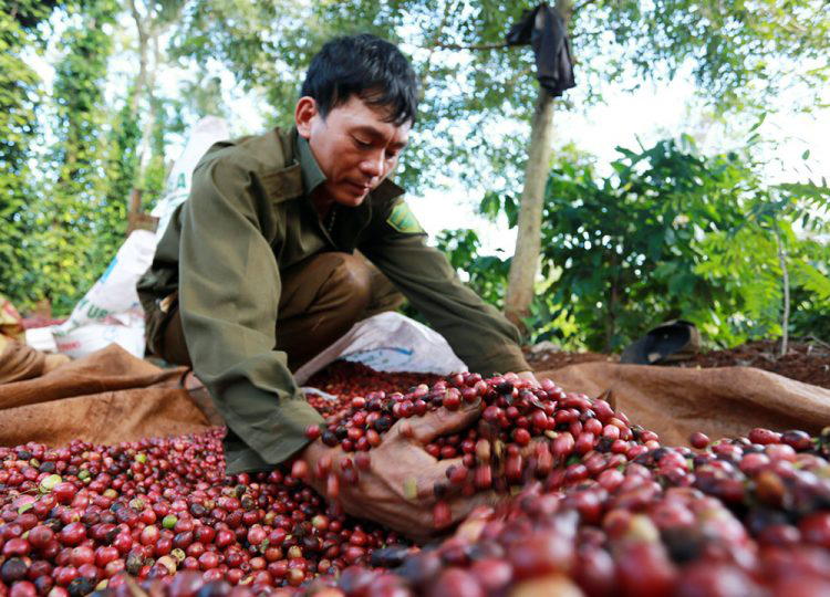 Giá nông sản hôm nay 26/2: Cà phê nhích nhẹ, tiêu đi ngang - Ảnh 1.