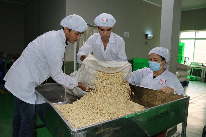 Loại hạt có nhiều ở Bình Phước được Mỹ nhập khẩu rất nhiều, chiếm đến 89,3% thị phần - Ảnh 1.