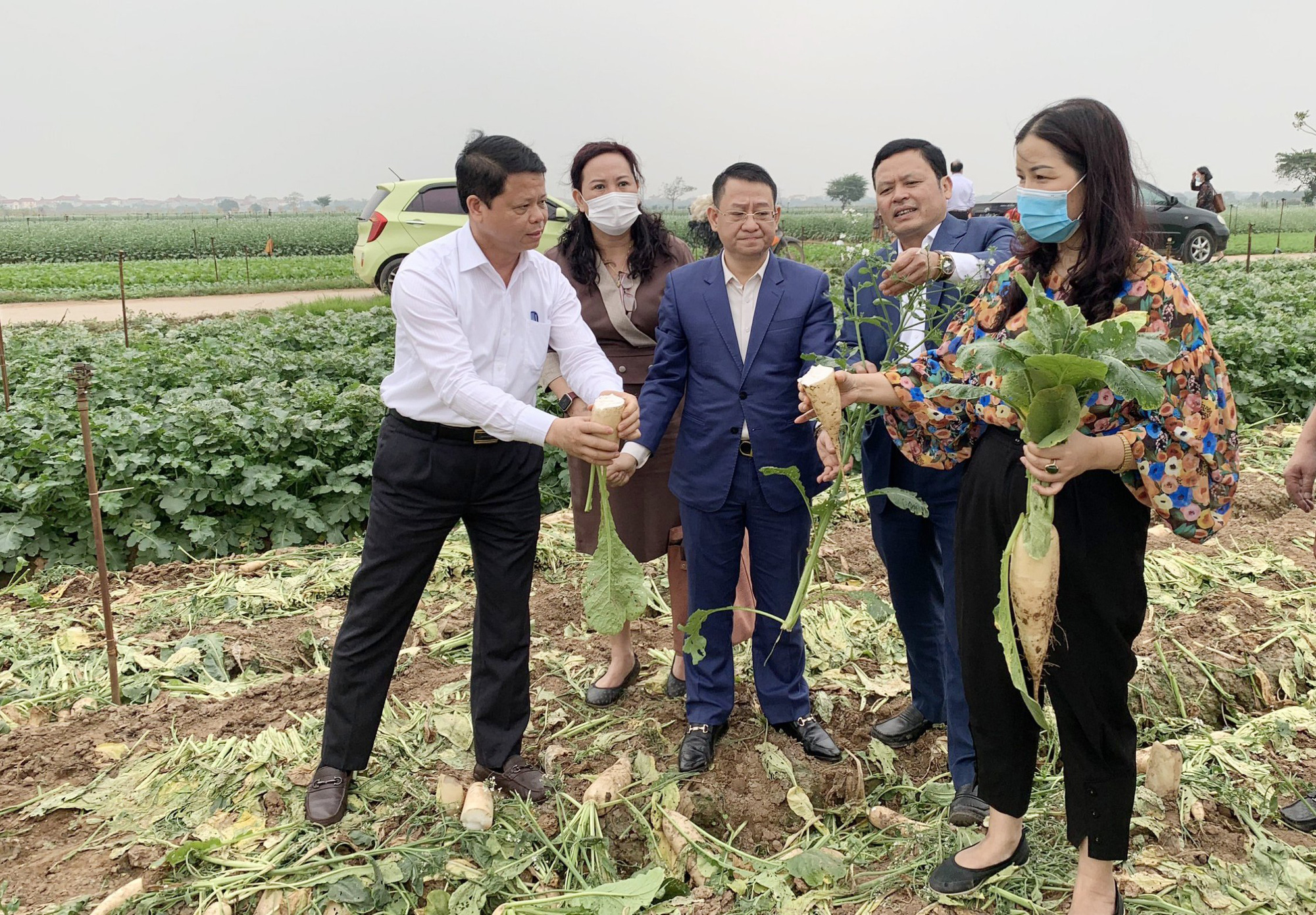 Hà Nội: Nông dân Mê Linh than rau rẻ như cho, ngành chức năng nói không cần &quot;giải cứu&quot;, chỉ mong kết nối tiêu thụ - Ảnh 1.