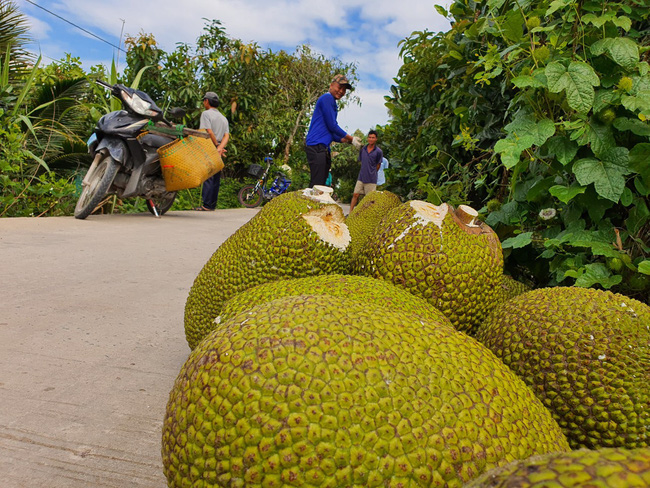 Đổ xô trồng mít Thái, vì sao Cục Trồng trọt khẳng định không nên &quot;ác cảm&quot; chuyện trồng - chặt? - Ảnh 3.