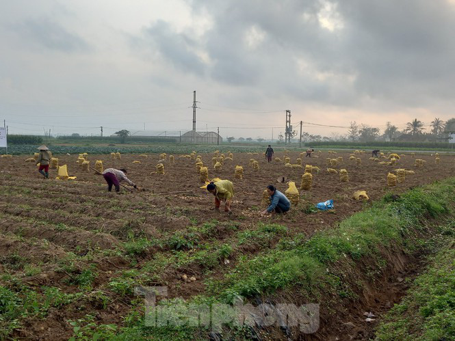 Khoai tây được mùa được giá, nông dân Nghệ An phấn khởi thu hoạch - Ảnh 1.