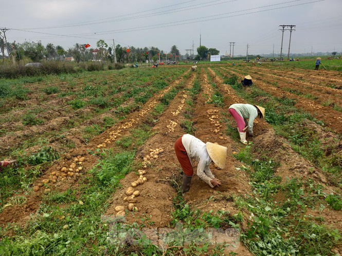 Khoai tây được mùa được giá, nông dân Nghệ An phấn khởi thu hoạch - Ảnh 2.