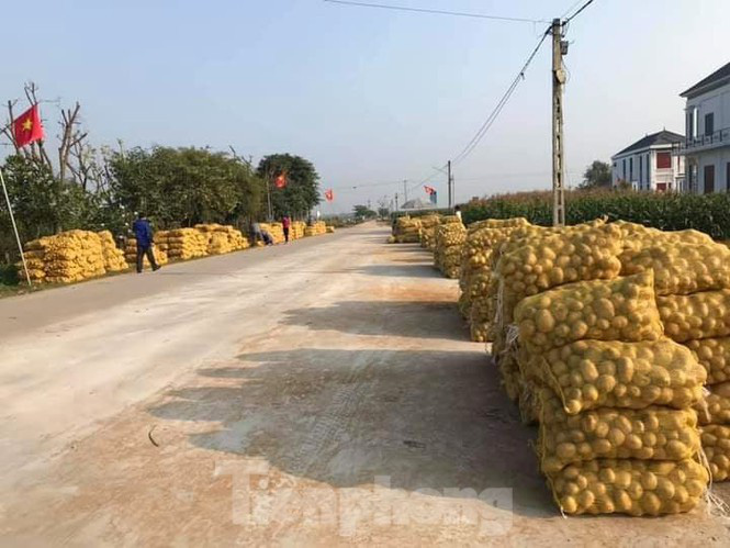 Khoai tây được mùa được giá, nông dân Nghệ An phấn khởi thu hoạch - Ảnh 9.