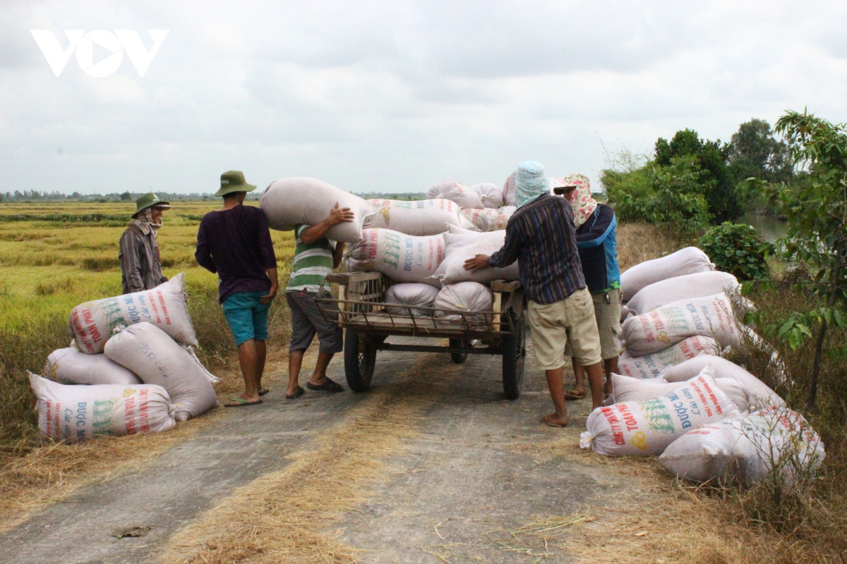 Giá lúa tăng cao, nông dân ĐBSCL thu lời gấp 2-3 lần năm ngoái - Ảnh 3.