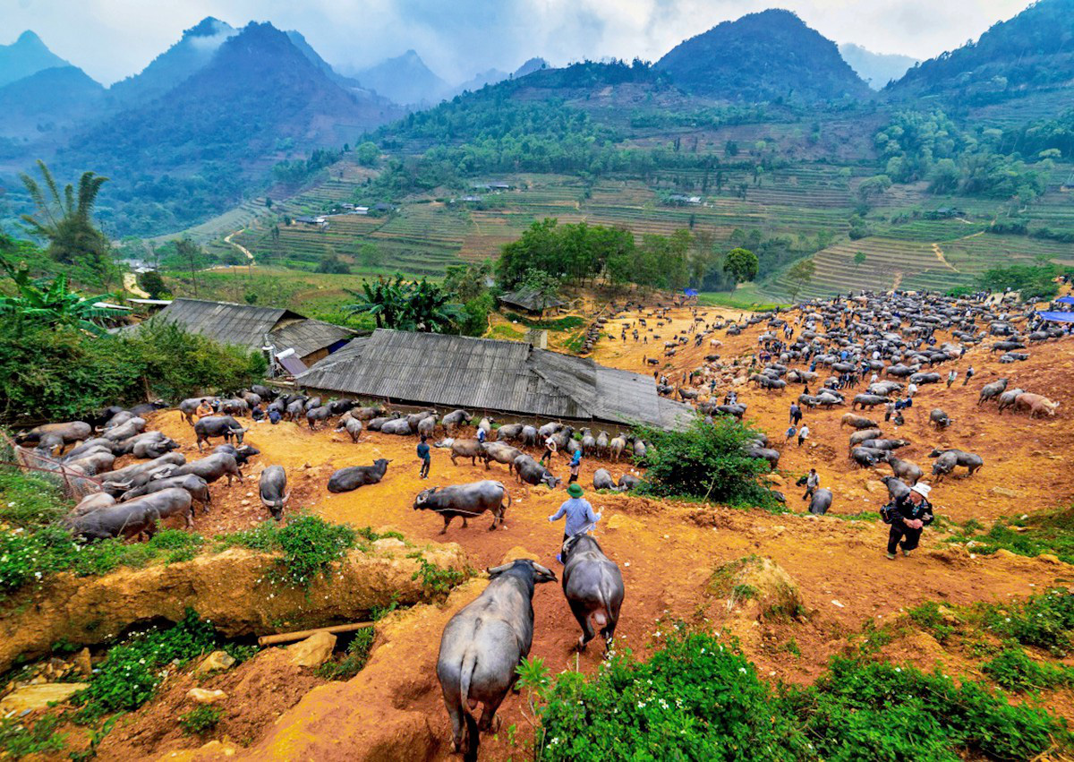 4 phiên chợ lạ lùng ở Việt Nam nổi danh từ cái tên đến mặt hàng bán bởi chỉ buôn bán trâu và bò - Ảnh 4.
