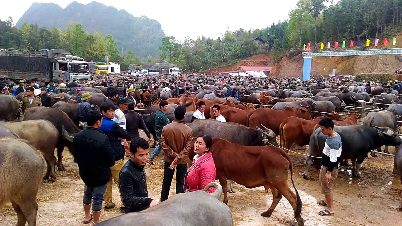4 phiên chợ lạ lùng ở Việt Nam nổi danh từ cái tên đến mặt hàng bán bởi chỉ buôn bán trâu và bò - Ảnh 5.