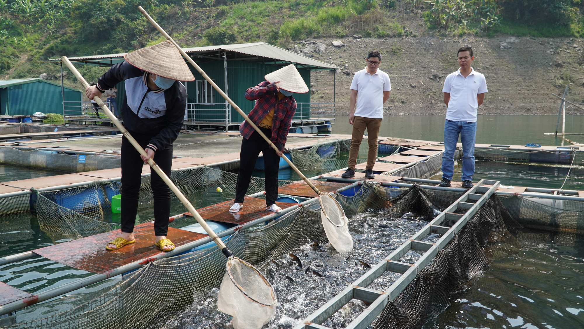 Thu 40 tỷ nhờ nuôi cá đặc sản trên lòng hồ  - Ảnh 4.