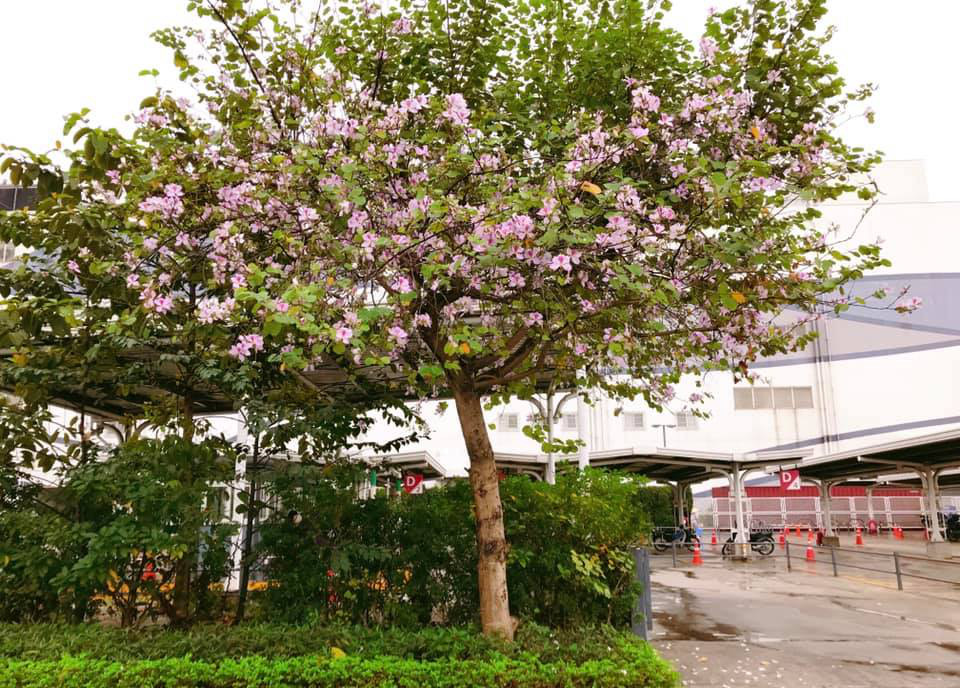 Đi du xuân đầu năm: Tổng hợp các địa điểm check-in hoa ban đẹp tại Hà Nội - Ảnh 2.