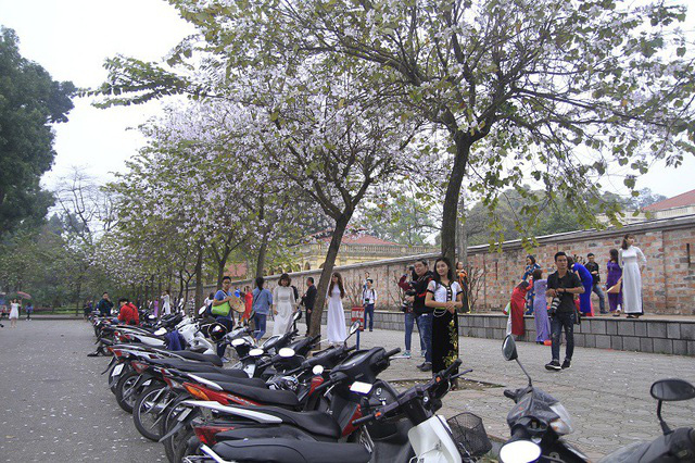Đi du xuân đầu năm: Tổng hợp các địa điểm check-in hoa ban đẹp tại Hà Nội - Ảnh 6.