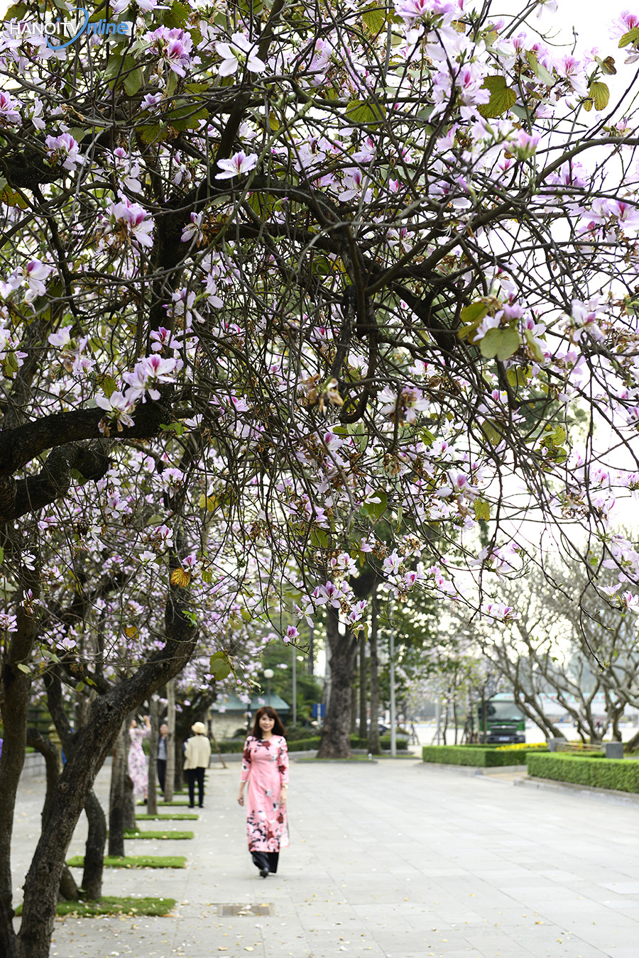 Đi du xuân đầu năm: Tổng hợp các địa điểm check-in hoa ban đẹp tại Hà Nội - Ảnh 7.