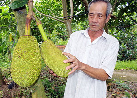 Góc dành cho nông dân trồng mít Thái: Làm cách này sẽ giúp trái mít Thái giảm xơ đen - Ảnh 1.