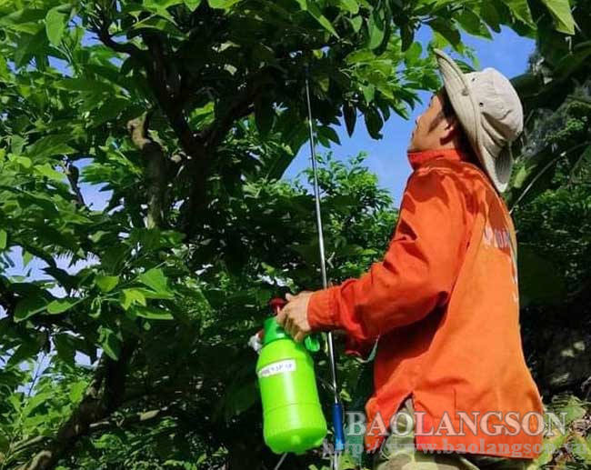 Lạng Sơn: Bất ngờ với 4 thầy giáo trường làng sáng chế bình thụ phấn hoa na, nông dân xem mê tít - Ảnh 1.