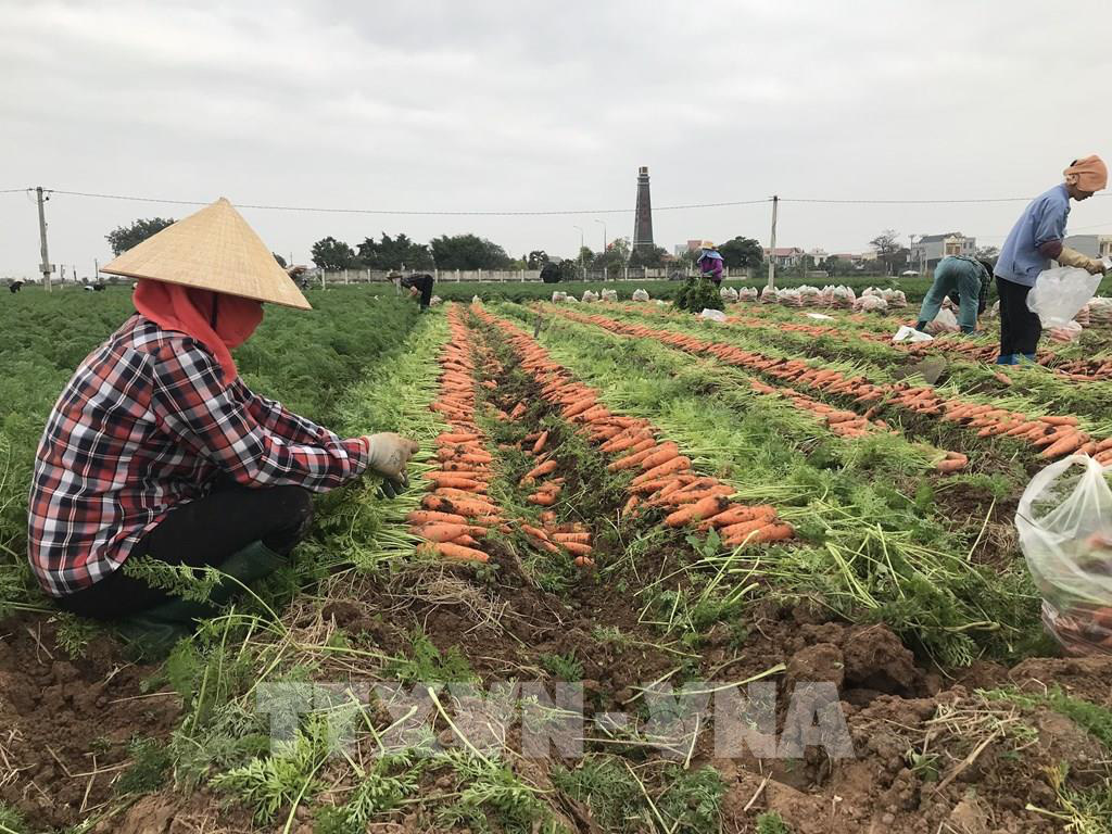 Hải Dương khẩn trương hỗ trợ tiêu thụ nông sản - Ảnh 1.