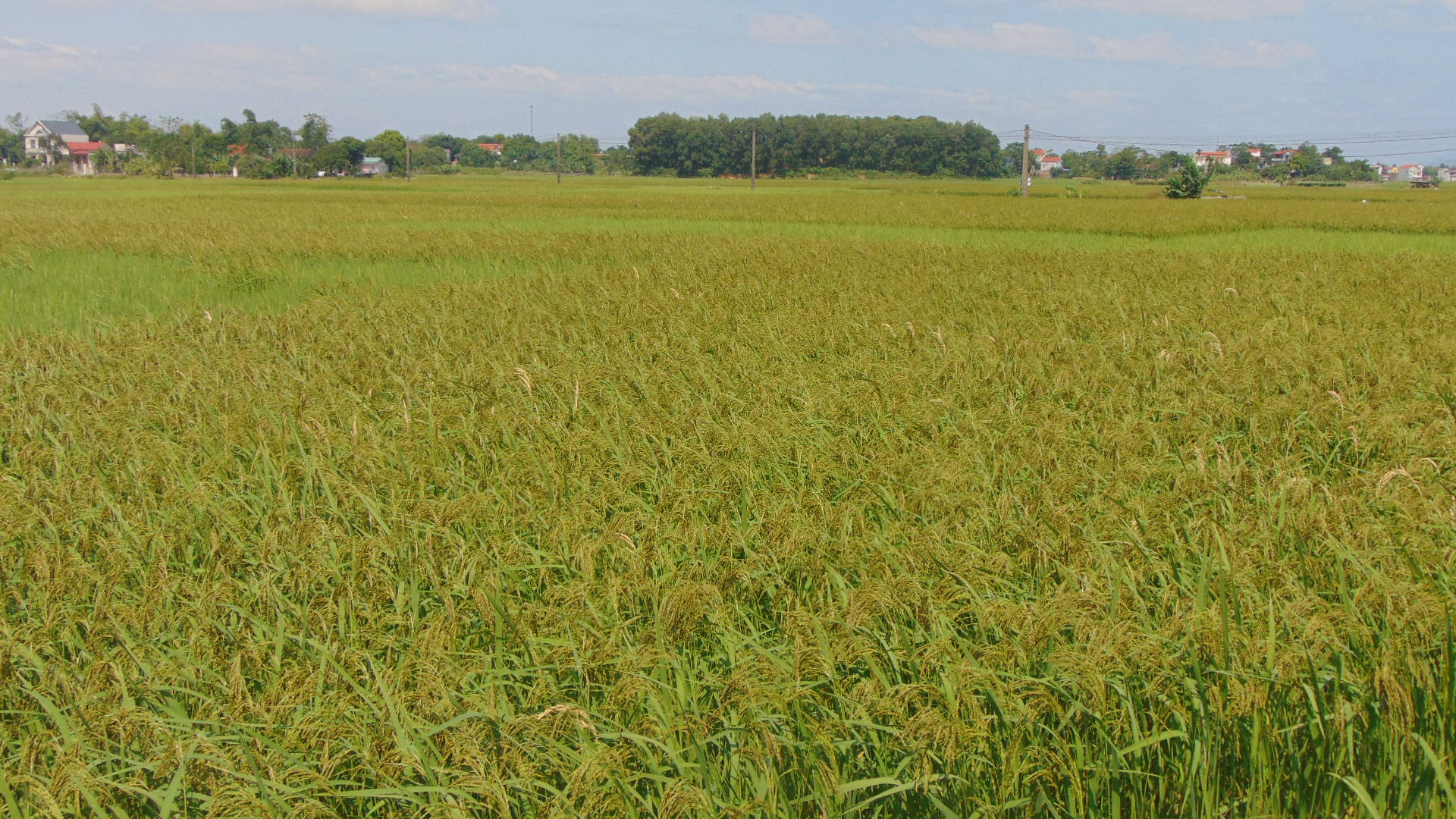 Thái Nguyên đầu tư gần 900 triệu đồng thực hiện dự án sản xuất và tiêu thụ lúa theo tiêu chuẩn VietGAP - Ảnh 1.
