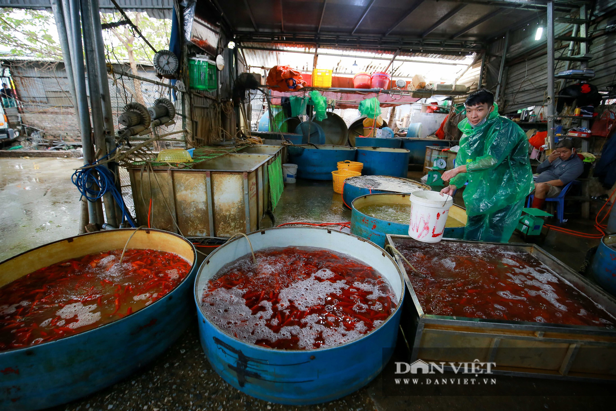 Hà Nội: Thị trường cá chép đỏ biến động mạnh vì dịch Covid-19 - Ảnh 5.