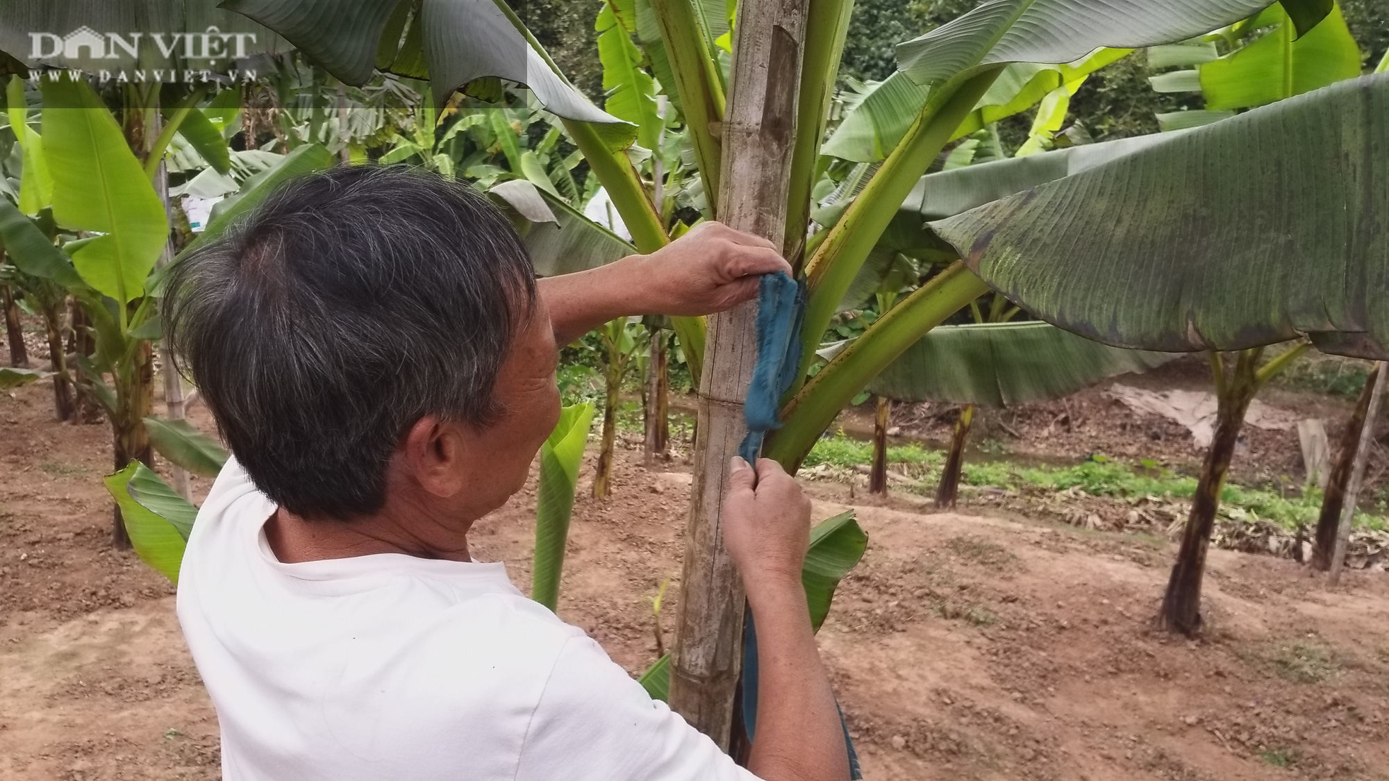 Trồng được chuối tiến vua ngon nhất Việt Nam mà lão nông Hà Nam vẫn giữ giá bán vừa phải vì lý do này? - Ảnh 4.