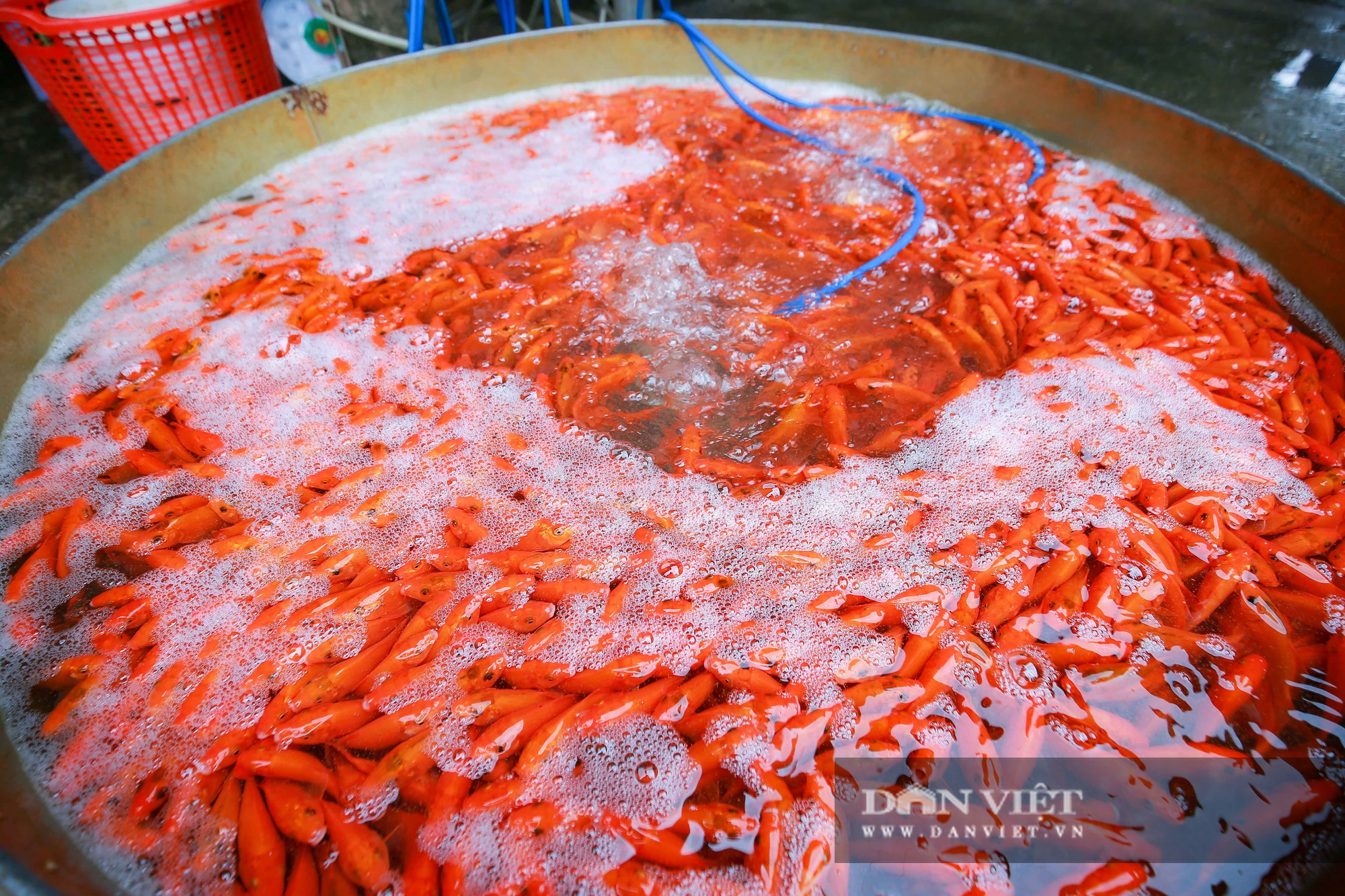 Hà Nội: Thị trường cá chép đỏ biến động mạnh vì dịch Covid-19 - Ảnh 6.