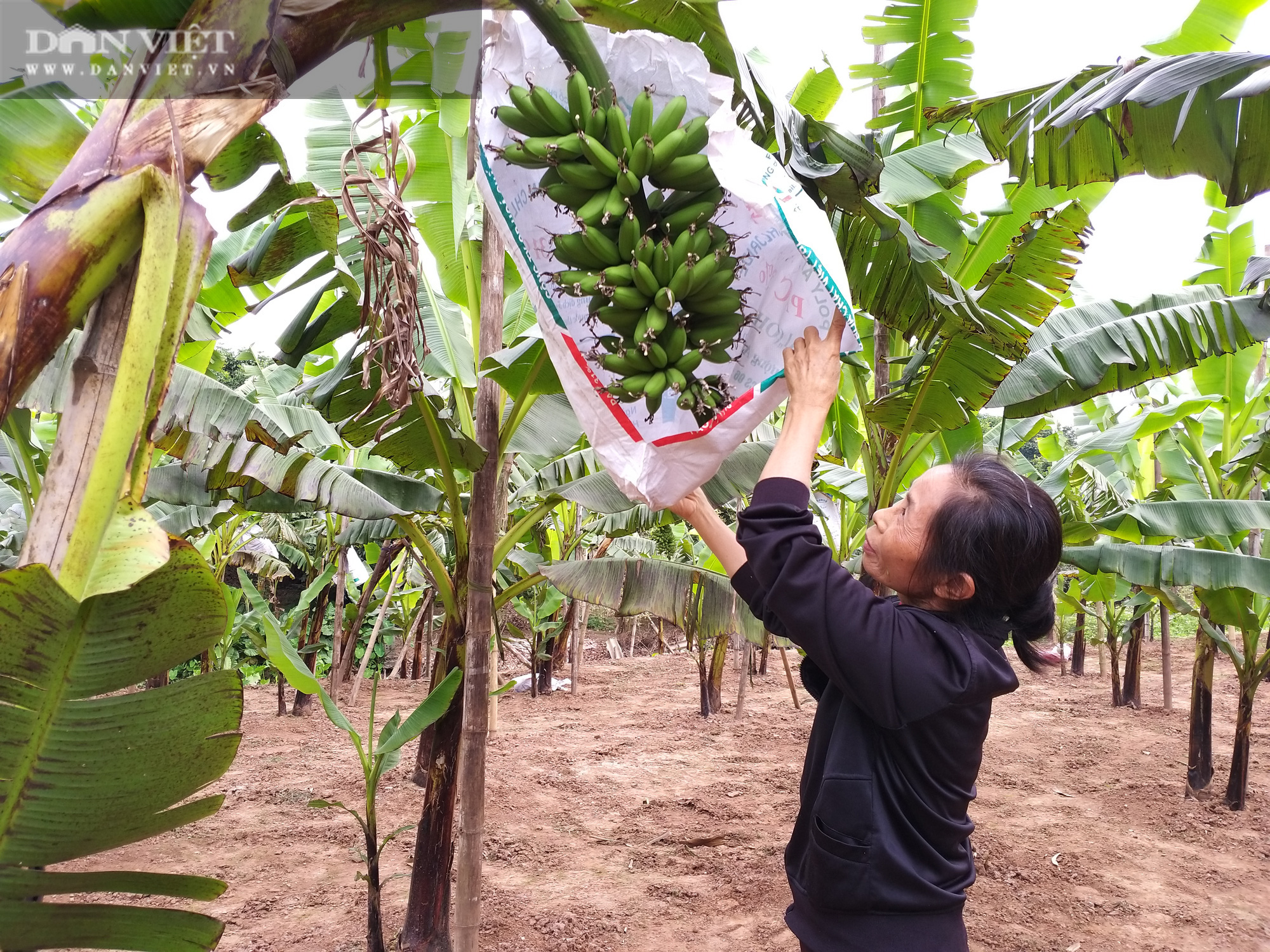 Trồng được chuối tiến vua ngon nhất Việt Nam mà lão nông Hà Nam vẫn giữ giá bán vừa phải vì lý do này? - Ảnh 7.