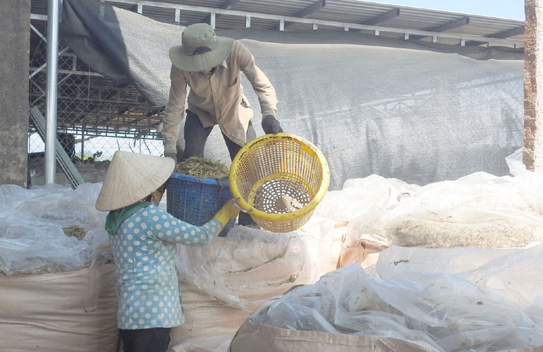 Tỉnh Phú Yên bất ngờ xuất khẩu được loại nông sản ít ai nghĩ tới, đó là thứ gì? - Ảnh 1.