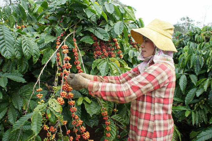 Cà phê Việt Nam đối mặt nguy cơ mất thị trường EU - Ảnh 2.