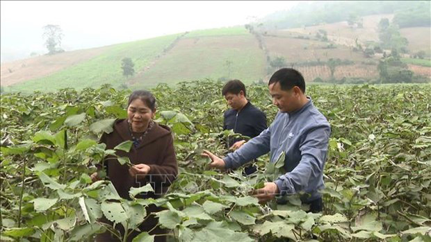 Thanh Hóa: Trồng thứ cây lạ, chặt thân gốc lại mọc tiếp, vỏ cây, thân cây, lá cây đều bán được ra tiền - Ảnh 1.