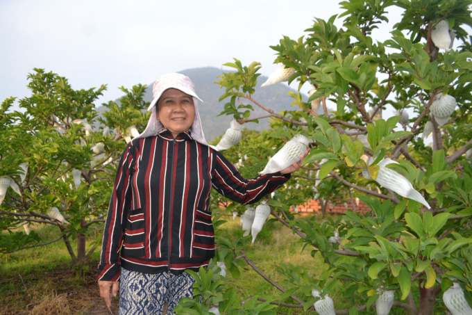 Tây Ninh: Thứ quả gì thịt dai, ngon nức tiếng, đứng đầu trong mâm ngũ quả Tết của người Nam Bộ?  - Ảnh 3.