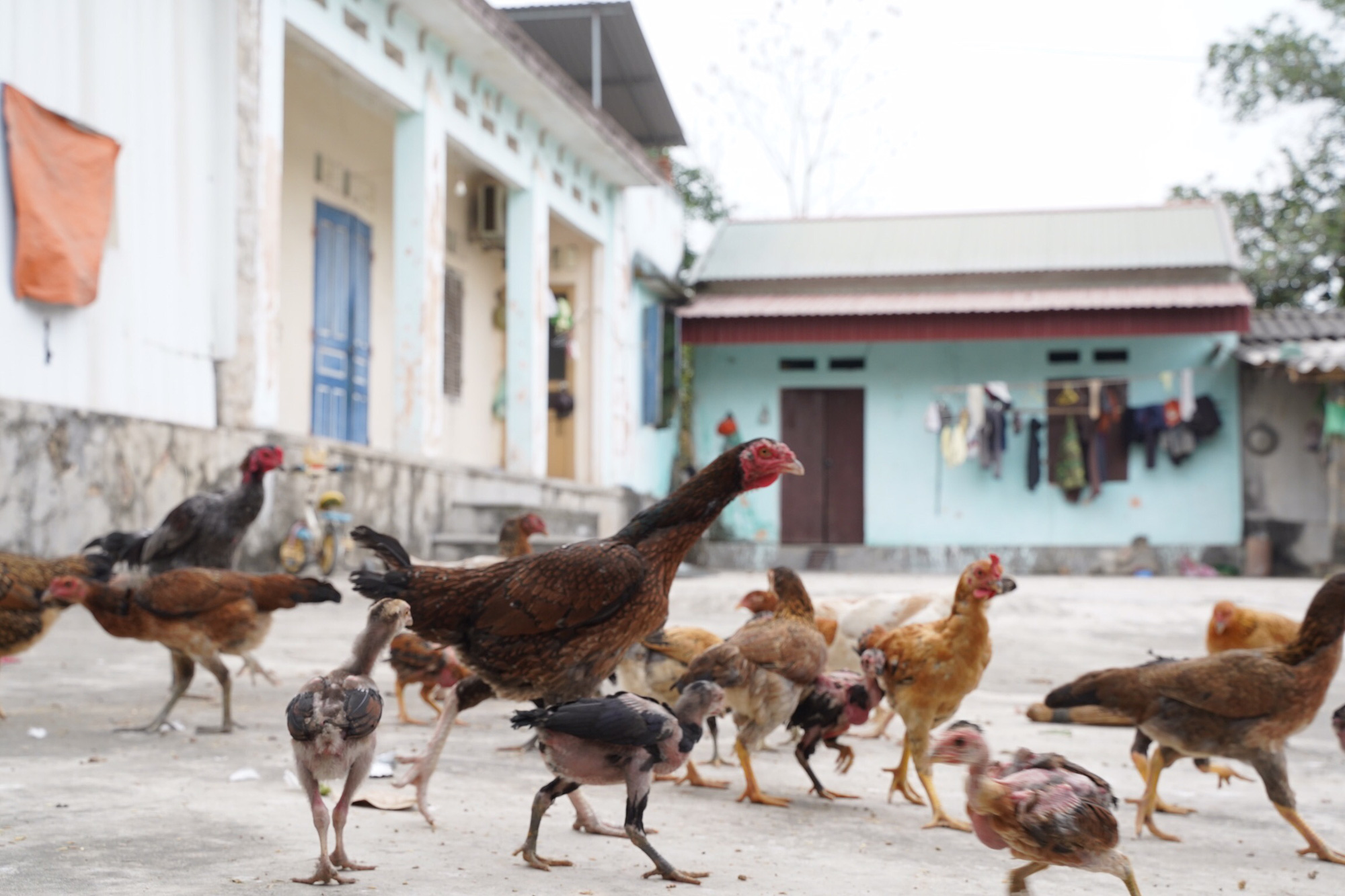 Tình làng trong tâm dịch Chí Linh - Ảnh 2.