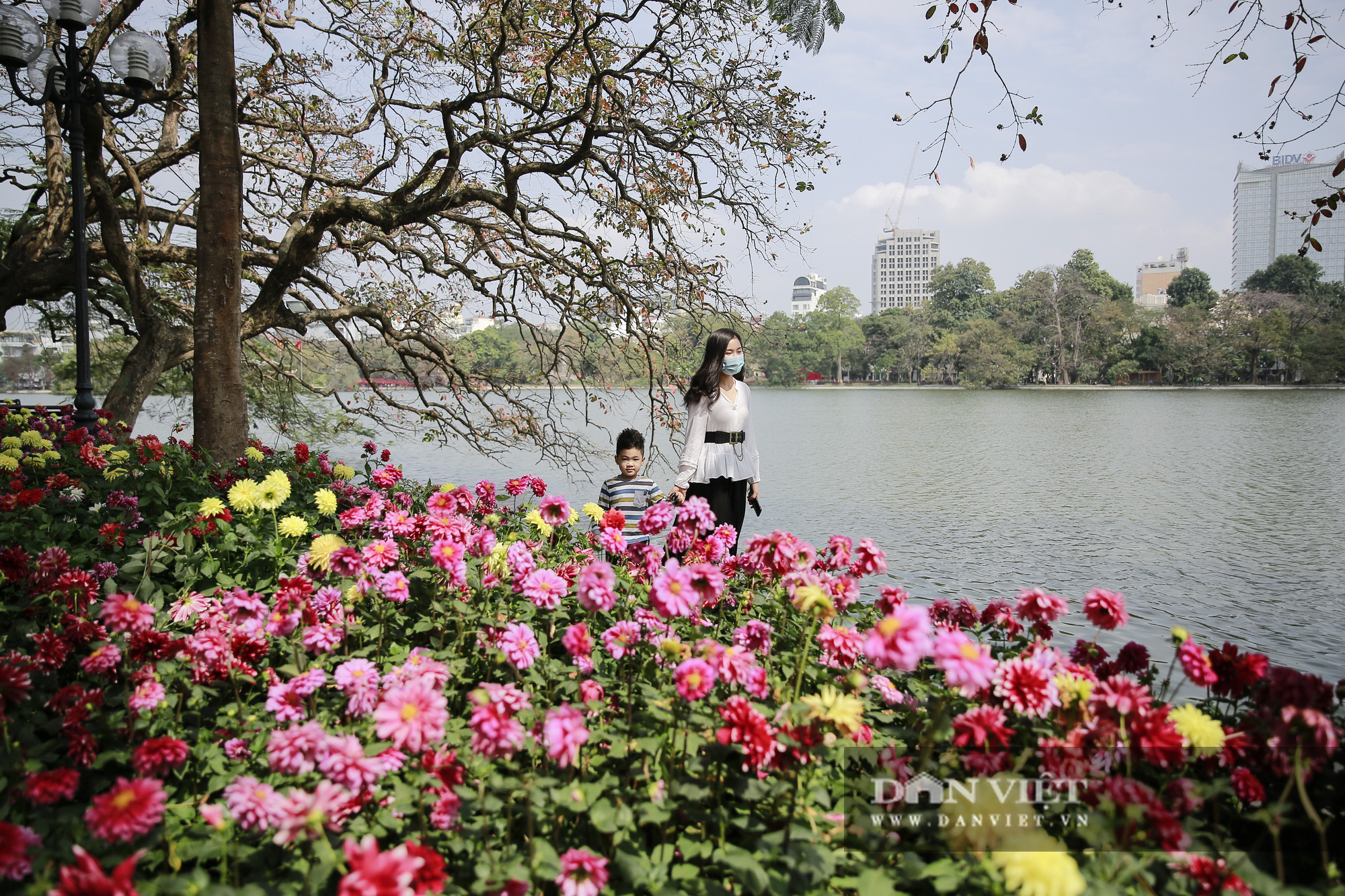 Thưởng lãm sắc hoa đẹp miên man bên hồ Hoàn Kiếm - Ảnh 1.