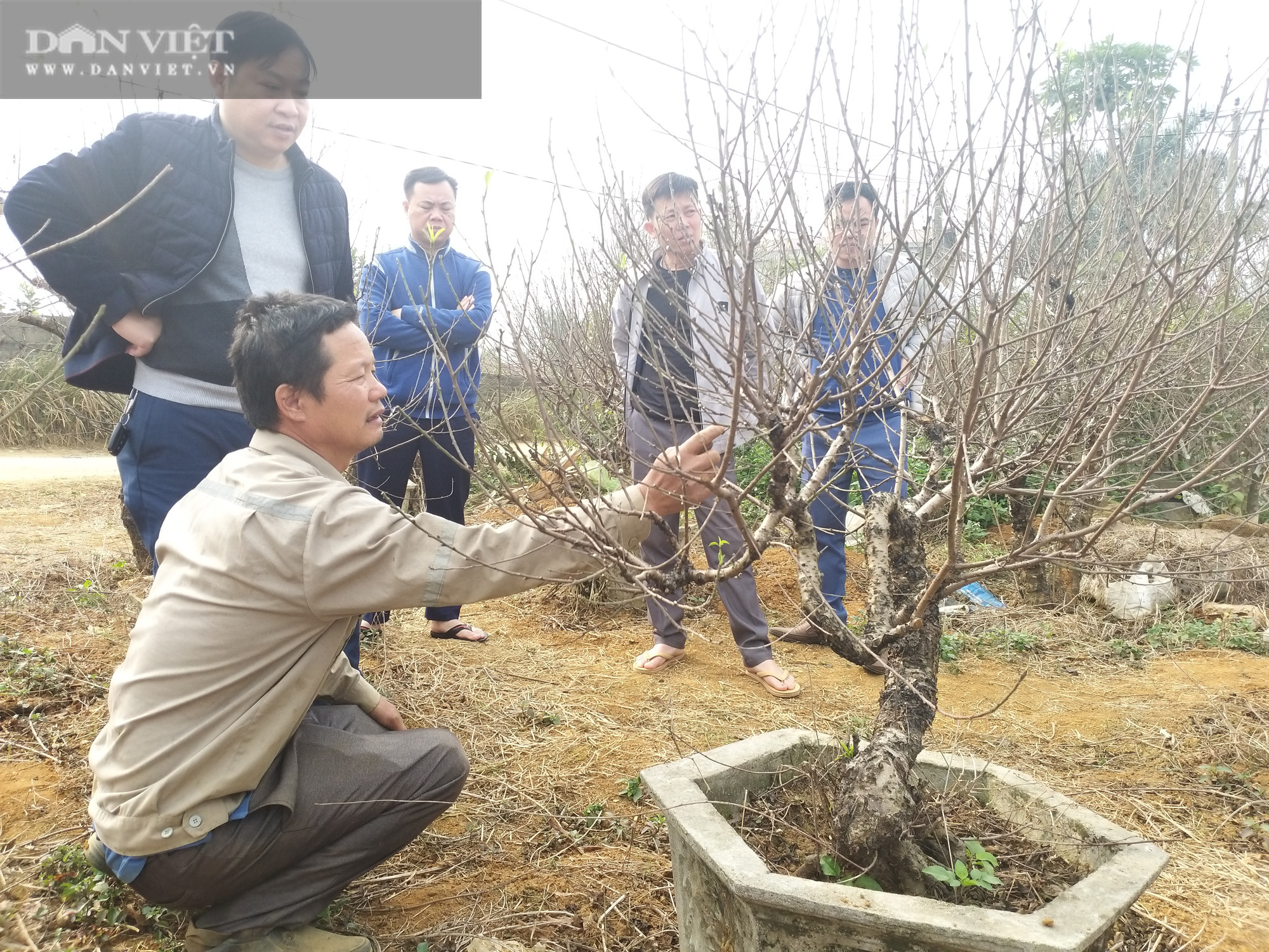 Cả làng đua nhau trồng đào phai bán cành, ông Thủy cất công làm &quot;con bay&quot; cho giặc mối ăn thỏa thích lại đắt hàng - Ảnh 5.