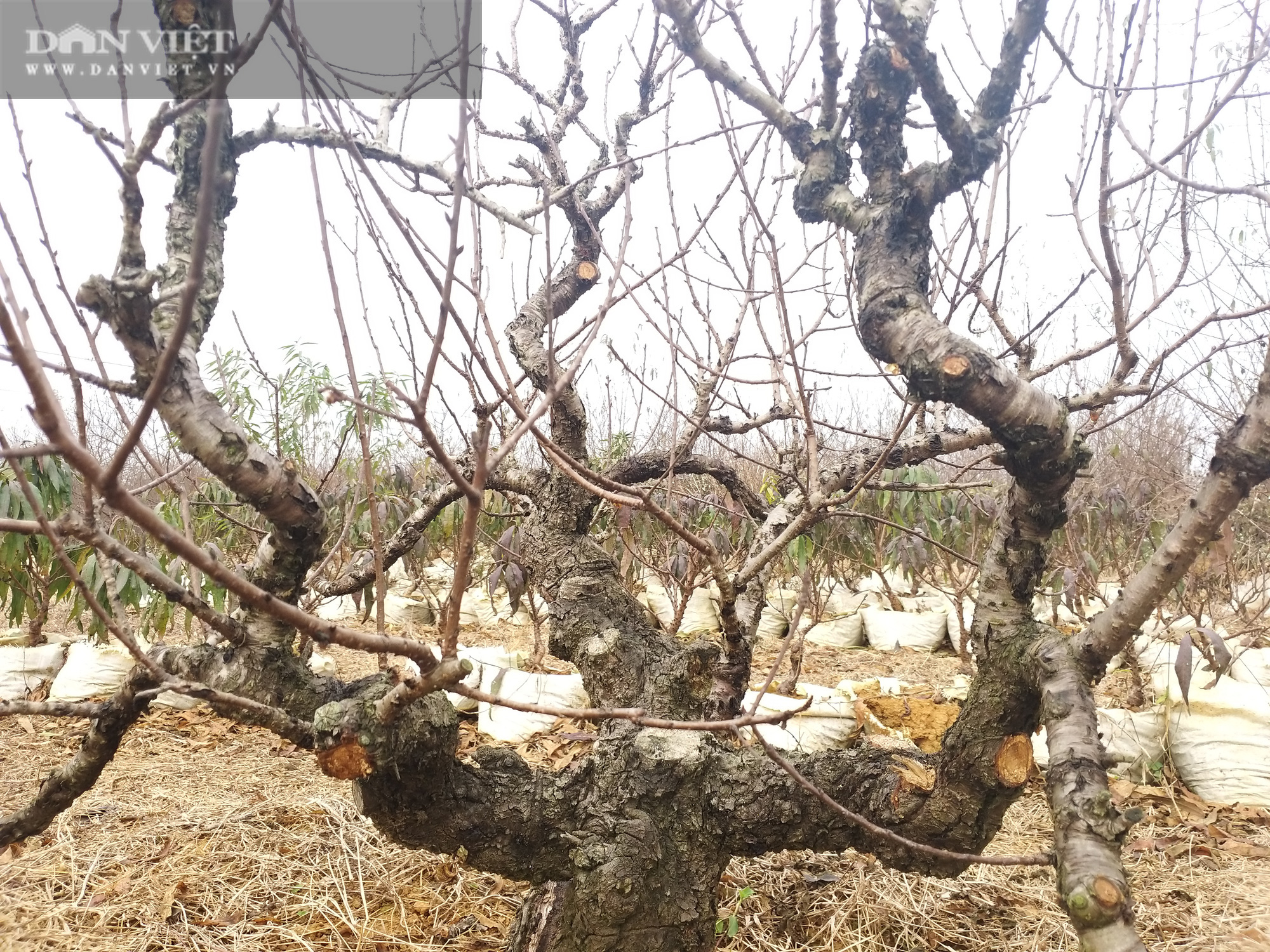 Cả làng đua nhau trồng đào phai bán cành, ông Thủy cất công làm &quot;con bay&quot; cho giặc mối ăn thỏa thích lại đắt hàng - Ảnh 6.