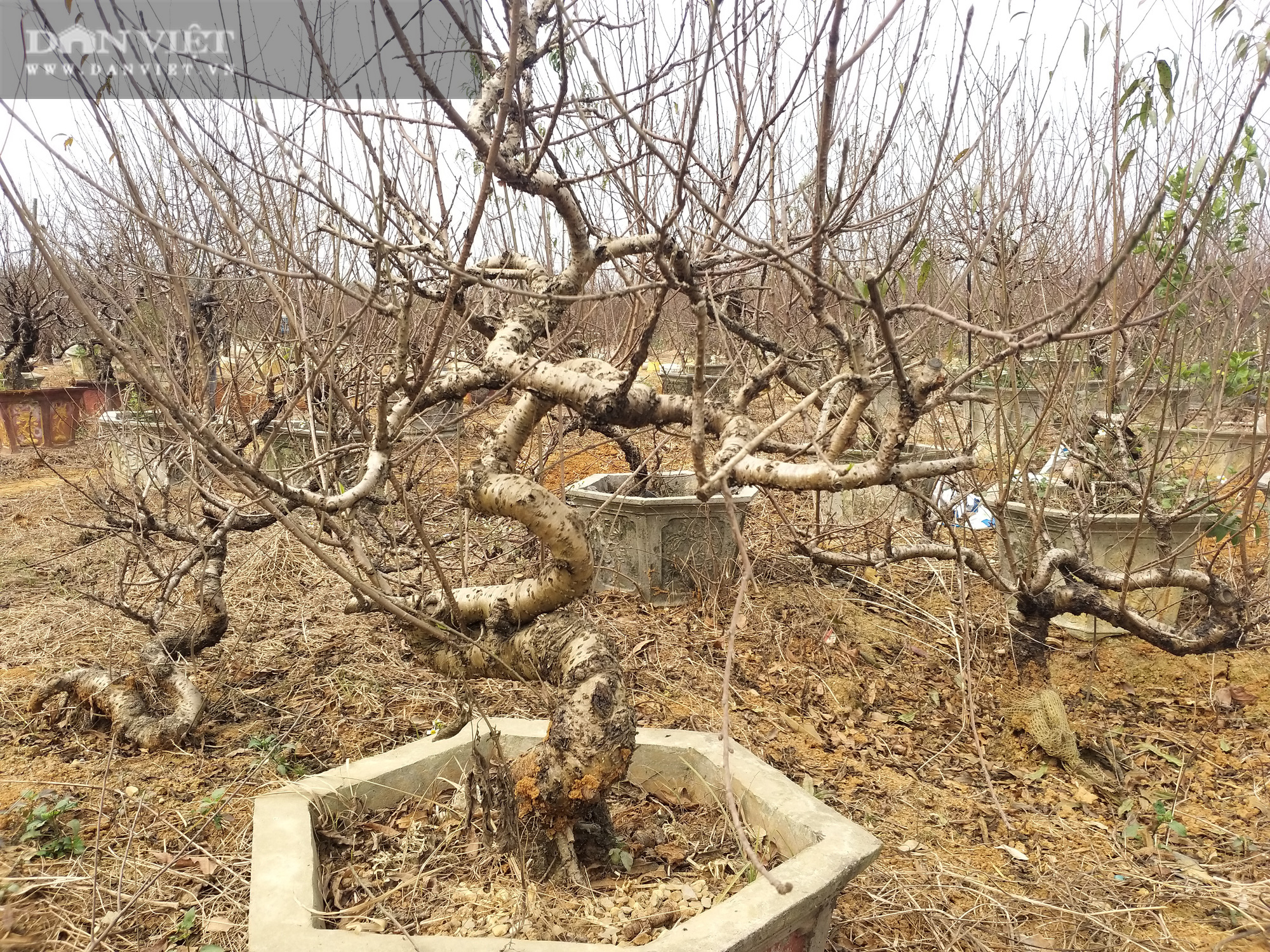 Cả làng đua nhau trồng đào phai bán cành, ông Thủy cất công làm &quot;con bay&quot; cho giặc mối ăn thỏa thích lại đắt hàng - Ảnh 8.