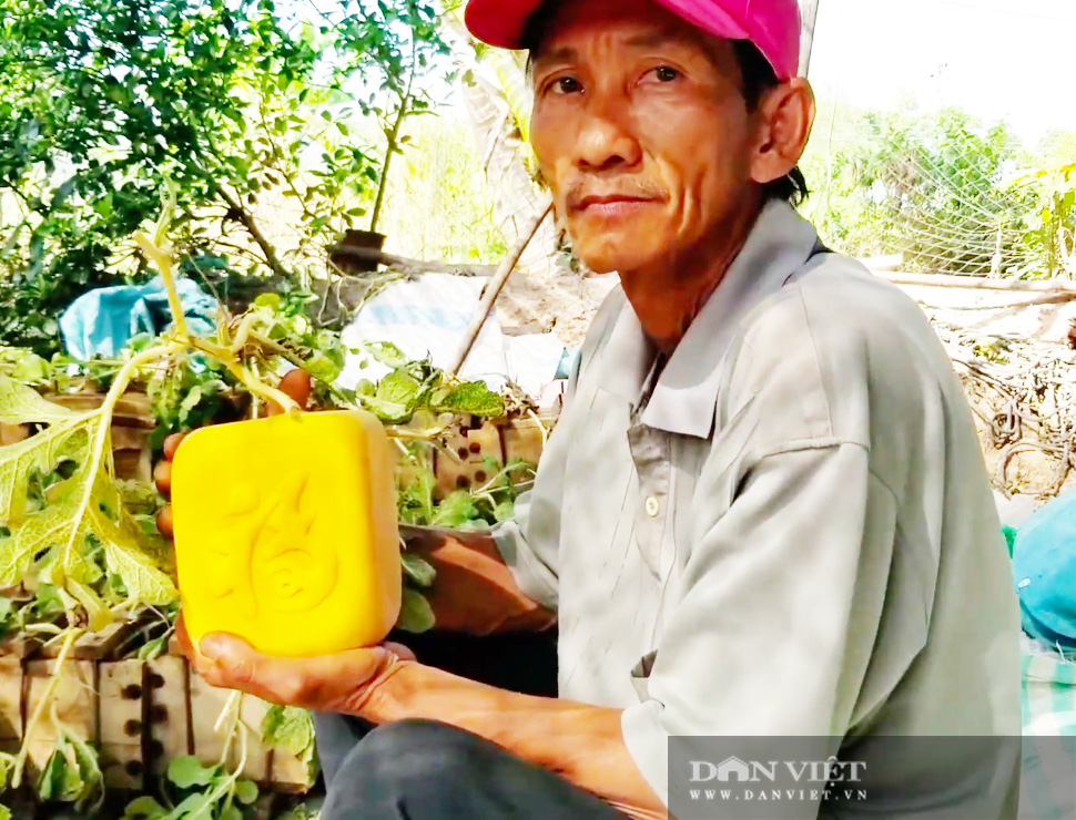 Kỳ công tạo ra dưa hấu vuông, dưa hấu thỏi vàng giá tiền triệu của nông dân miền Tây - Ảnh 4.